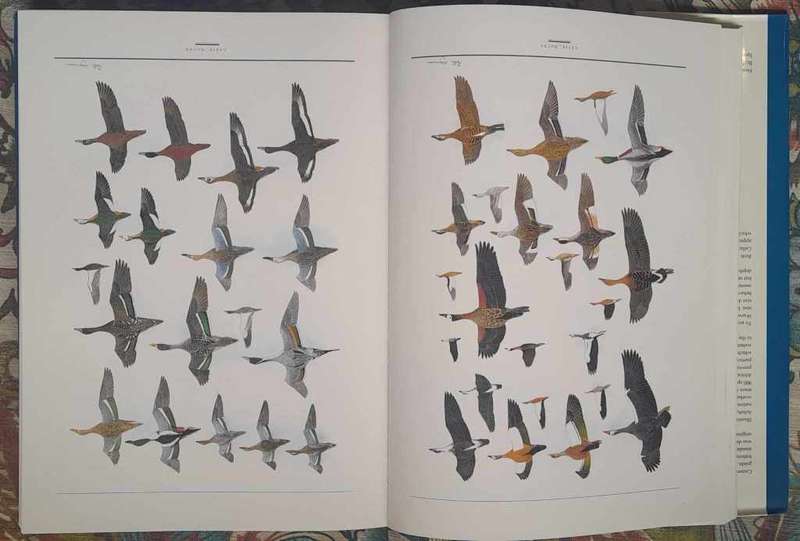 BIRDS OF SOUTHERN AFRICA **Hayman, Arlott & Tarboton**
