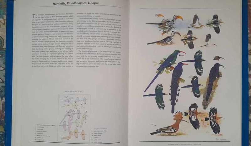 BIRDS OF SOUTHERN AFRICA **Hayman, Arlott & Tarboton**