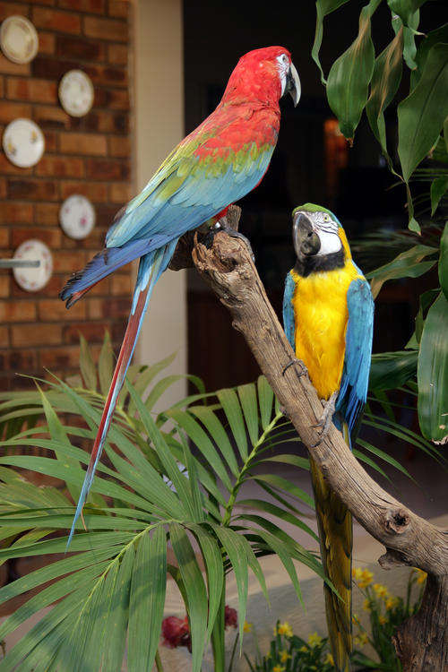 RARE COLLECTABLE MACAWS - SET OF 2 - TAXIDERMY