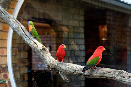 RARE COLLECTABLE TROPICAL BIRDS - SET OF 3 - TAXIDERMY