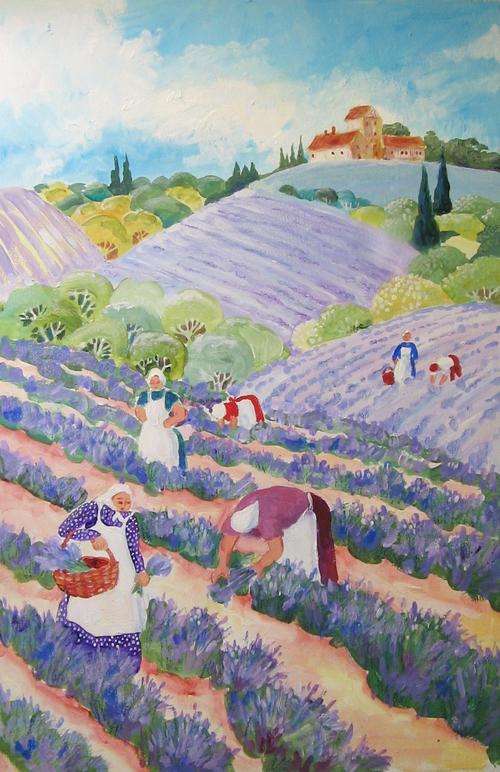 gathering lavender flowers