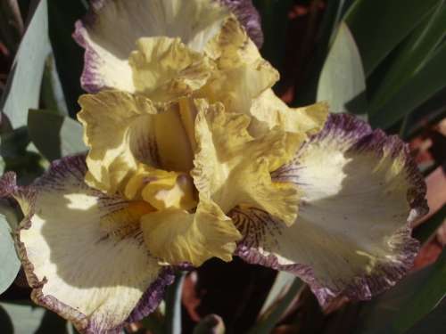 IRIS, Tennessee Gentleman