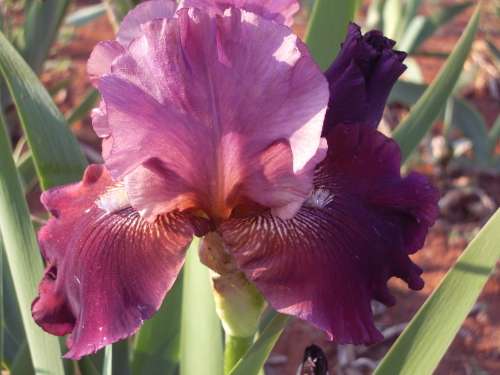 IRIS, Dizzy Lady