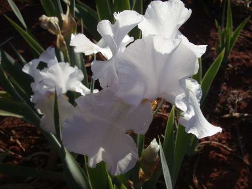 IRIS, M-White