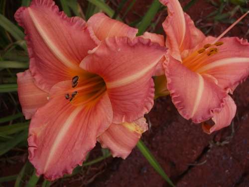 Daylily, WHIZZBANG
