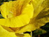 CANNA, Richard Wallace
