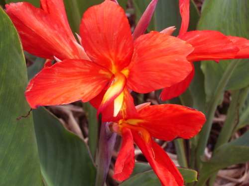 CANNA, High Rd
