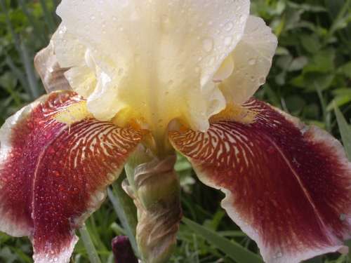 IRIS, Repartee