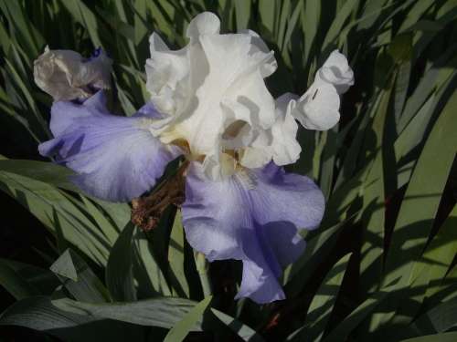 IRIS, Stairway to Heaven