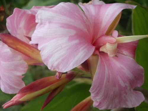 CANNA, aka Coconut Ice