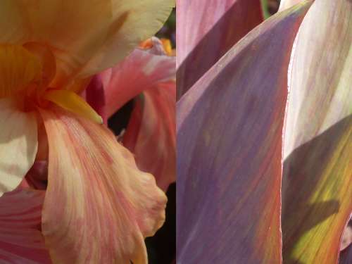 CANNA, Unknown variety