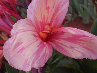 CANNA, aka Peach Melba