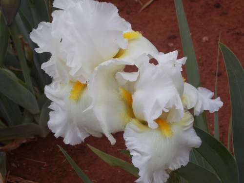 IRIS, White Lightning