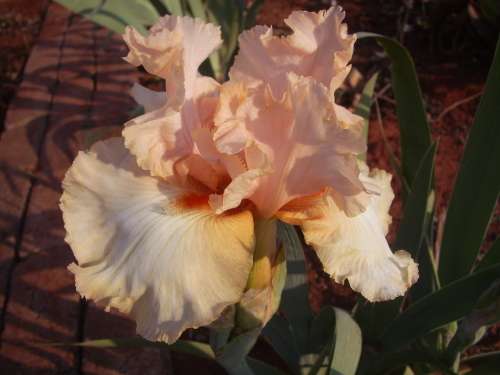 IRIS, Annie's Song
