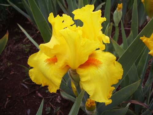 IRIS, Throb