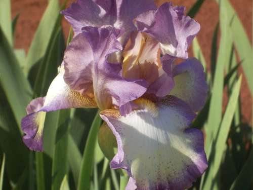 IRIS, Smoke Rings