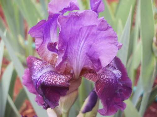 IRIS, Madiba Magic