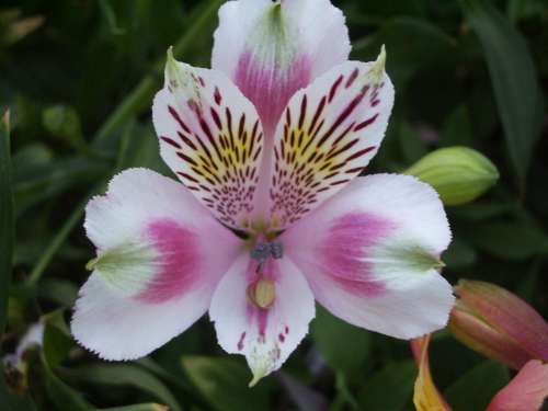 INCA LILY, Diana