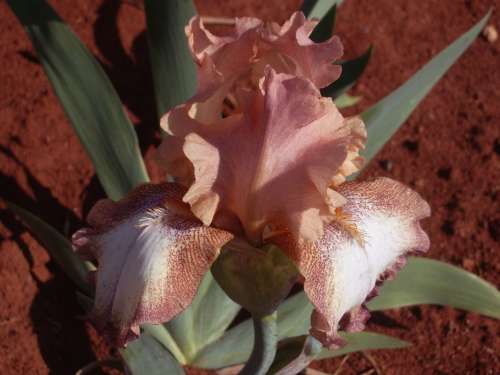 IRIS, Castle Light