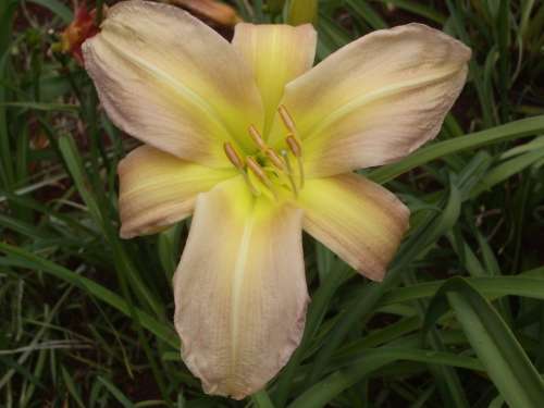 DAYLILY, aka Icicle