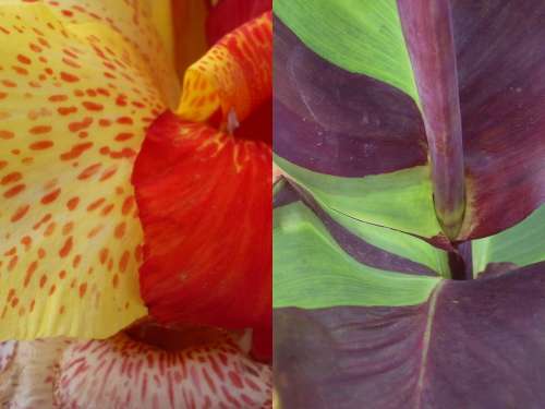 CANNA, Cleopatra