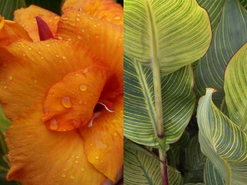 CANNA, Pretoria
