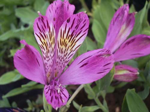 INCA LILY, Mira