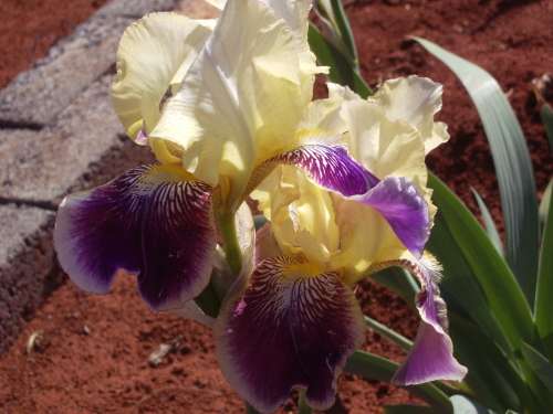 IRIS, Rafy