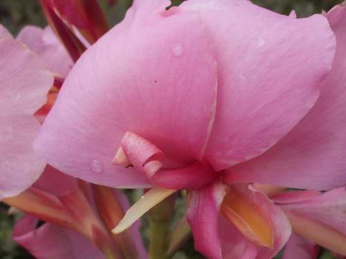 CANNA, Alta