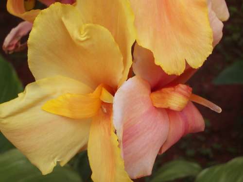 CANNA, Louis Cottin