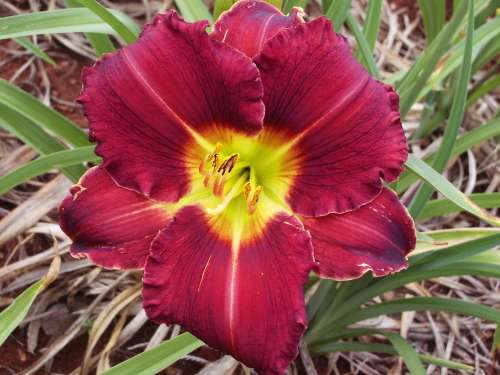 DAYLILY SEED, mixed hybrids