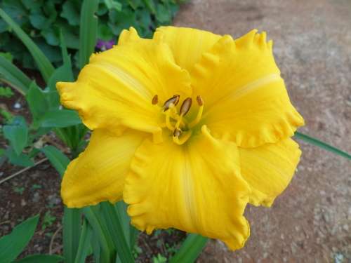 DAYLILY SEED, mixed hybrids - superior varieties