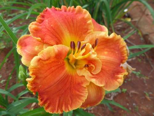 DAYLILY SEED, mixed hybrids - superior varieties