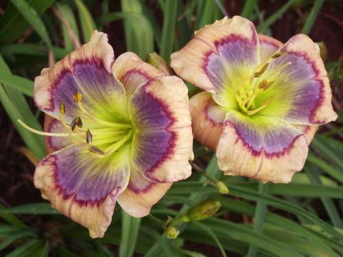 DAYLILY SEED, mixed hybrids - superior varieties