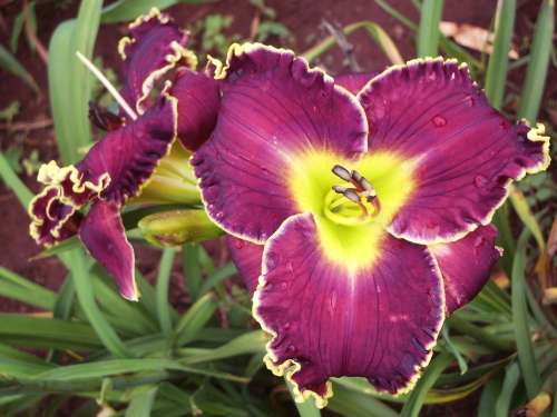 DAYLILY SEED, mixed hybrids - superior varieties