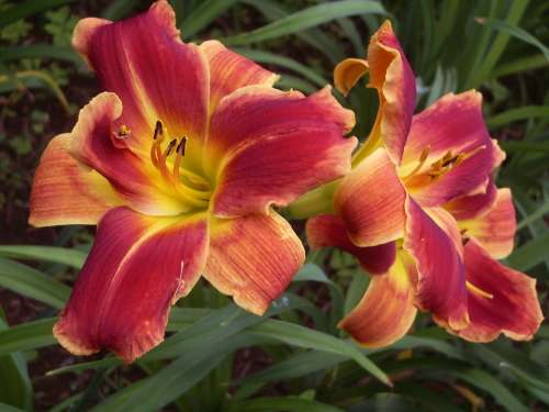 DAYLILY SEED, mixed hybrids - superior varieties