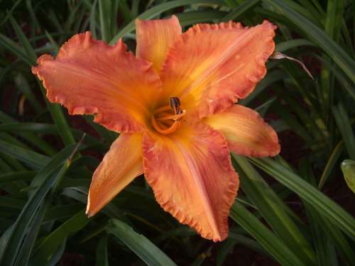 DAYLILY SEED, mixed hybrids