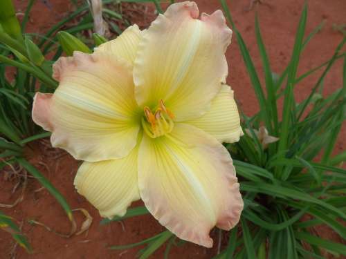 DAYLILY SEED, mixed hybrids