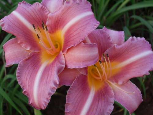 DAYLILY SEED, mixed hybrids