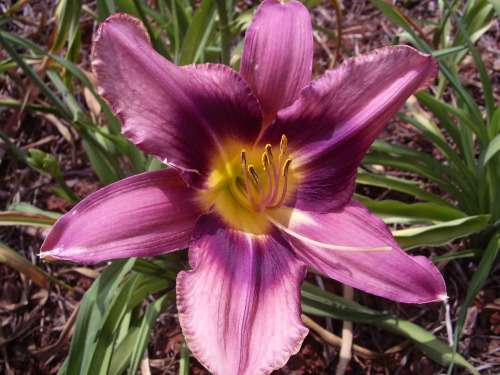 DAYLILY SEED, mixed hybrids