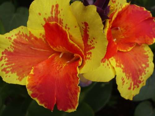CANNA, Italia