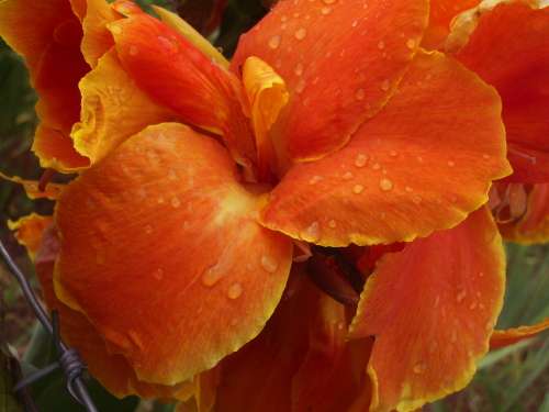 CANNA, Golden Glory