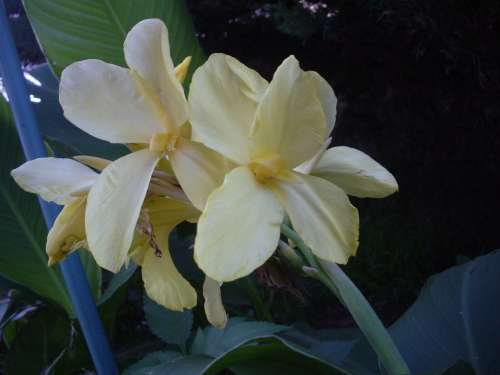 CANNA, Lemon Cream