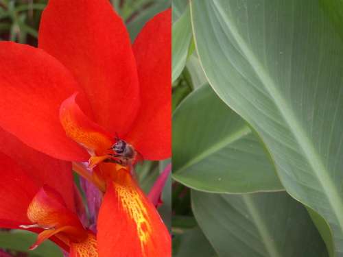 CANNA, High Road