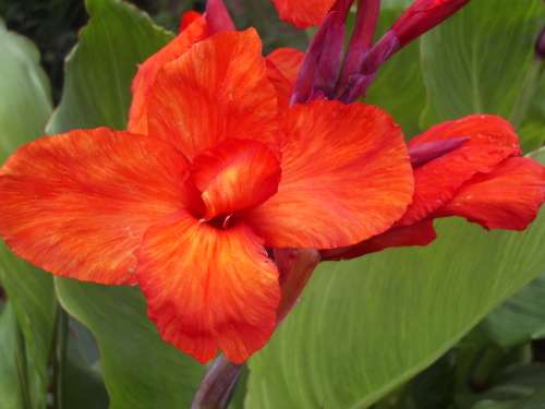 CANNA, Brilliant Orange