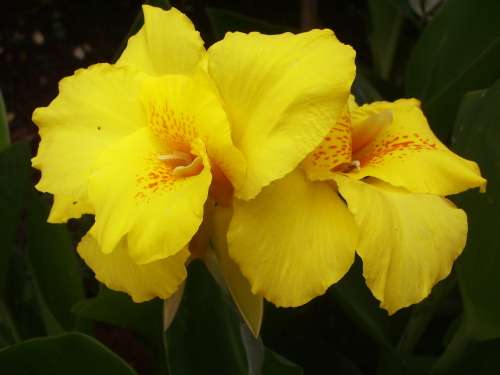 CANNA, Richard Wallace