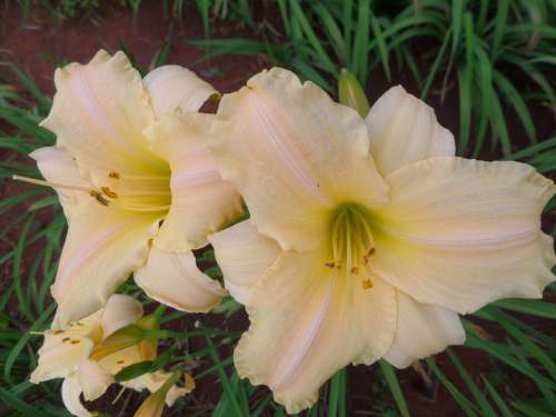 DAYLILY, Lynne`s Delight