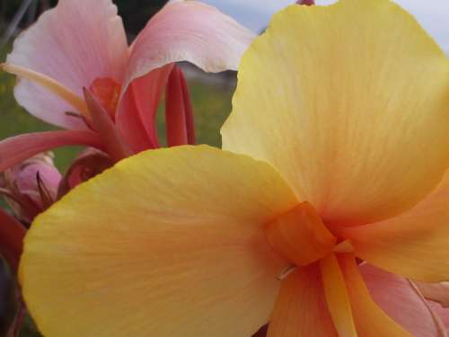 CANNA, Louis Cottin