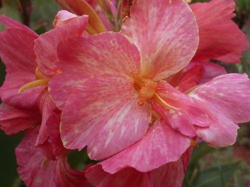CANNA, Pink Parfait