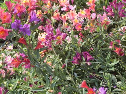 SEED, INCA LILY (Alstroemeria) (x25)